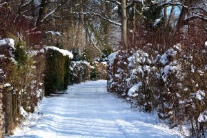 BLOG - ZAKŁADANIE OGRODÓW - Zimowe przycinanie drzewek i krzewów