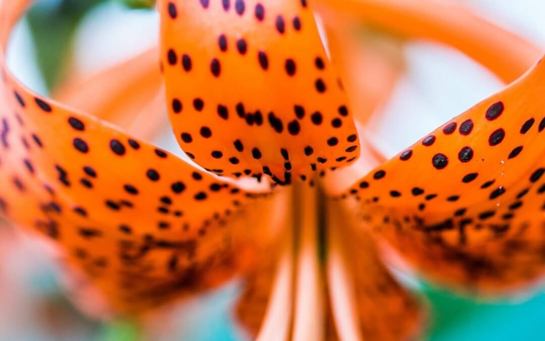 Lilia tygrysia - sadzenie i uprawa