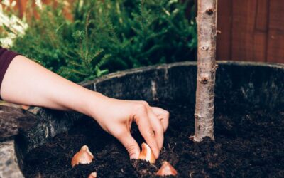 Jak sadzić rośliny cebulowe w domu?