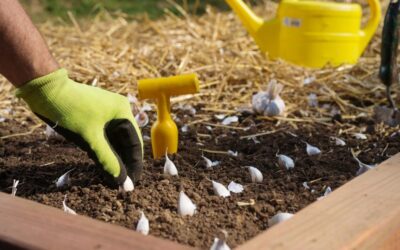 Rośliny cebulowe zimujące w gruncie