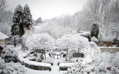 Styczeń w ogrodzie – o czym musimy pamiętać
