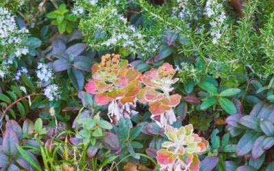 Co można robić w ogrodzie w lutym?